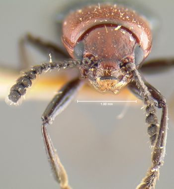 Media type: image;   Entomology 24491 Aspect: head frontal view